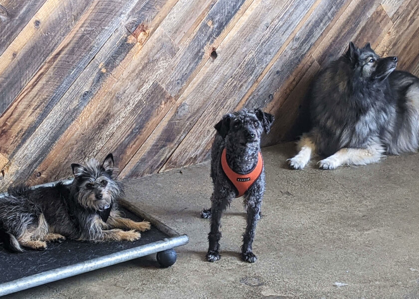Dog Daycare & Boarding at The Tail Haven