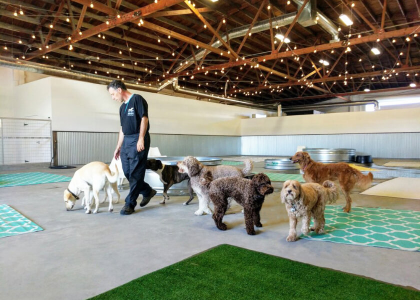 Dog Daycare & Boarding at The Tail Haven